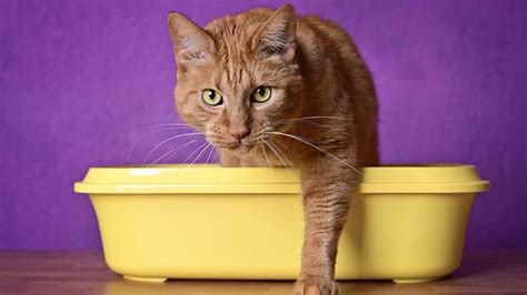 Tofu cat litter sounds bizarre – but here’s what .